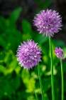 Chives Art Print